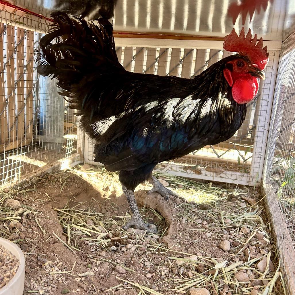 Enlarge Daryl, a Adoptable Chicken in Henderson, NV image 2/2