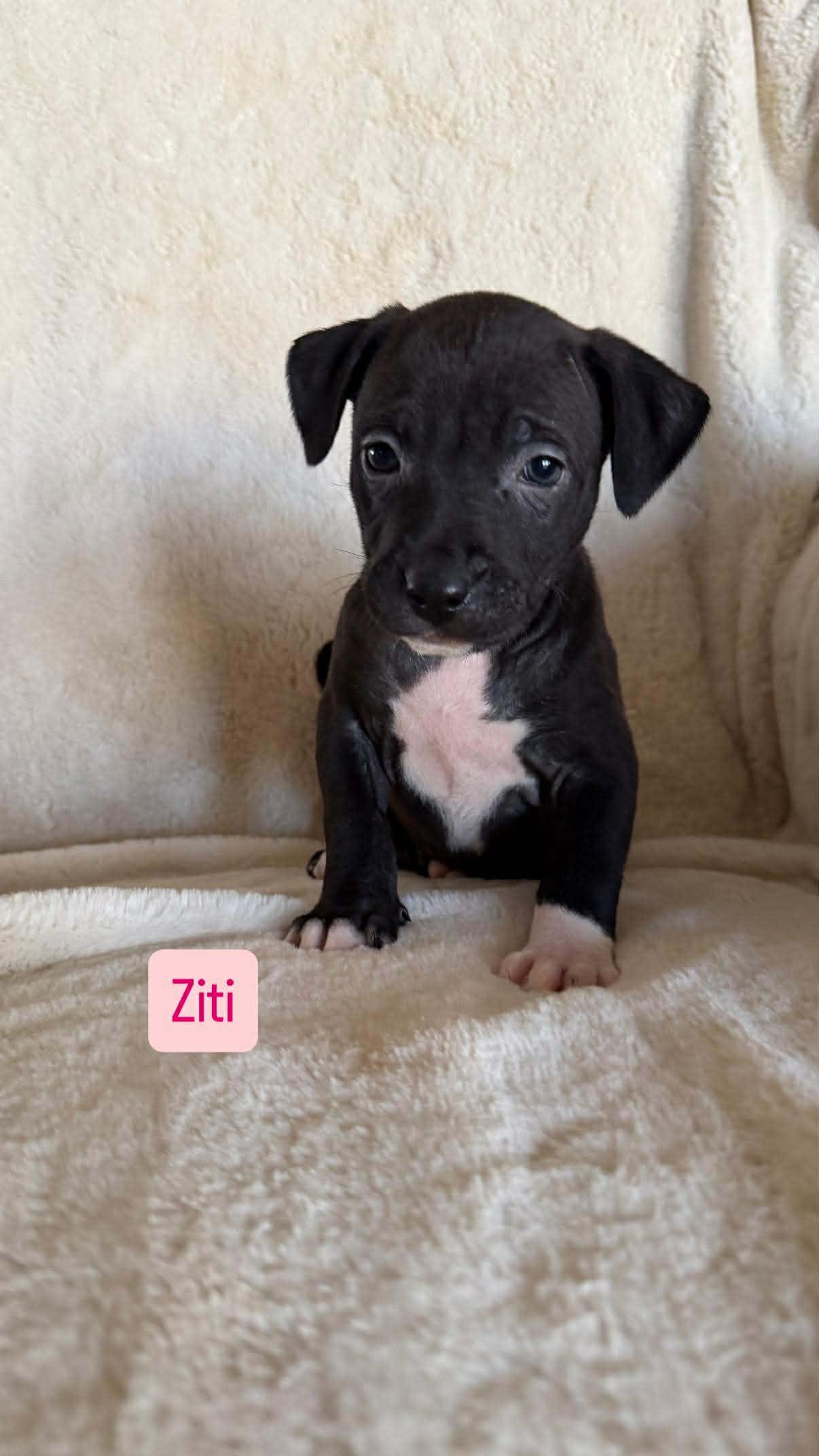 Ziti, a ADOPTABLE Pit Bull Terrier in Wichita Falls, TX image 3/3
