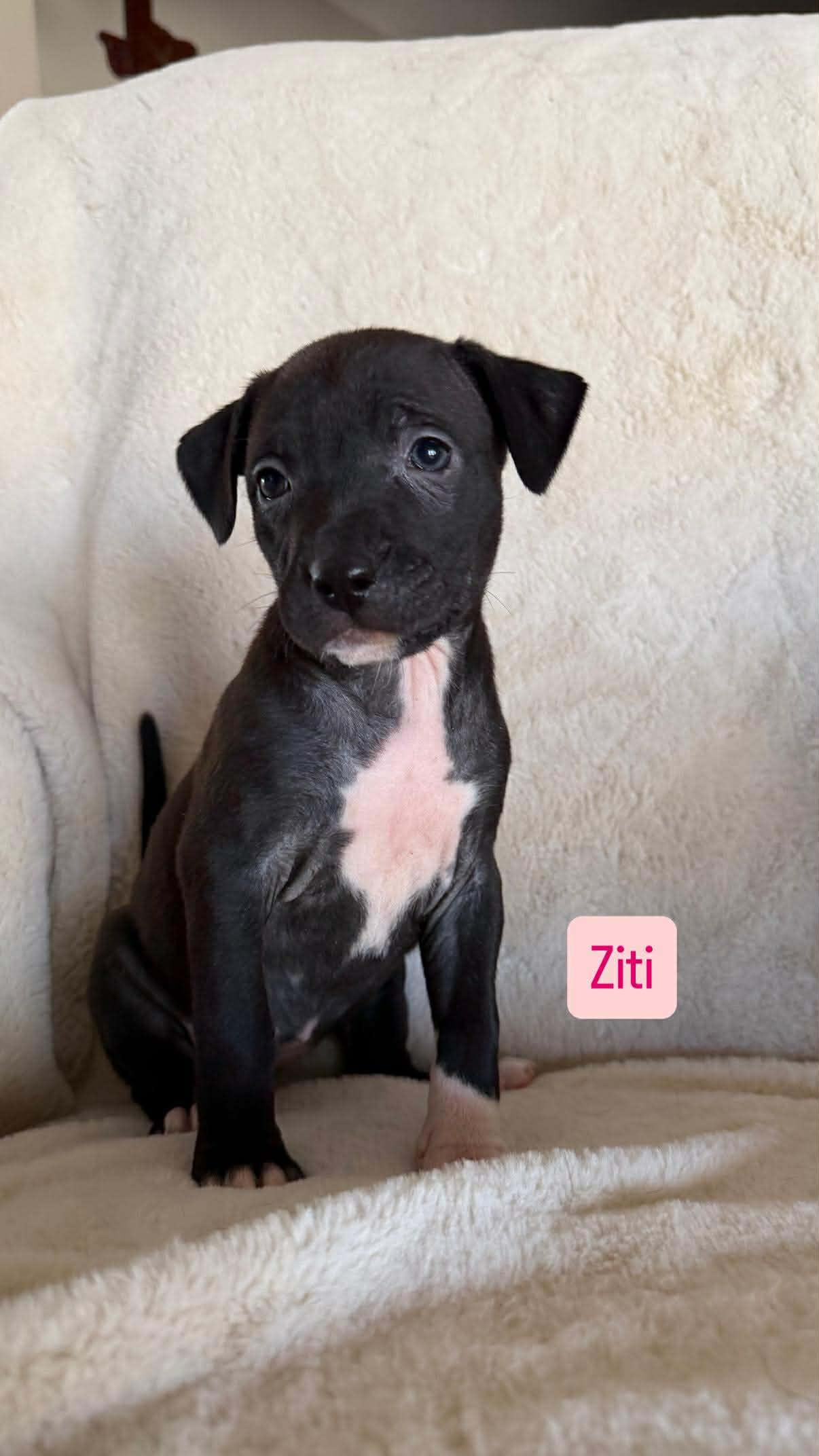 Ziti, a ADOPTABLE Pit Bull Terrier in Wichita Falls, TX image 1/3