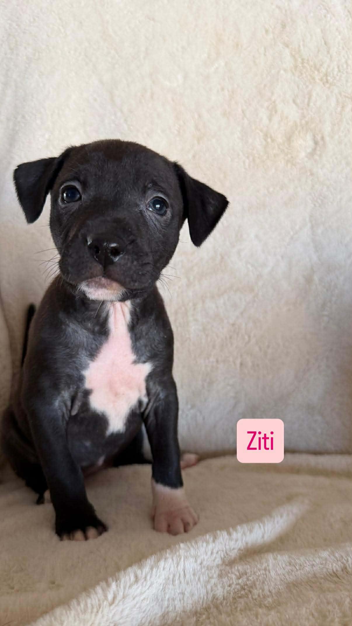 Ziti, a ADOPTABLE Pit Bull Terrier in Wichita Falls, TX image 2/3
