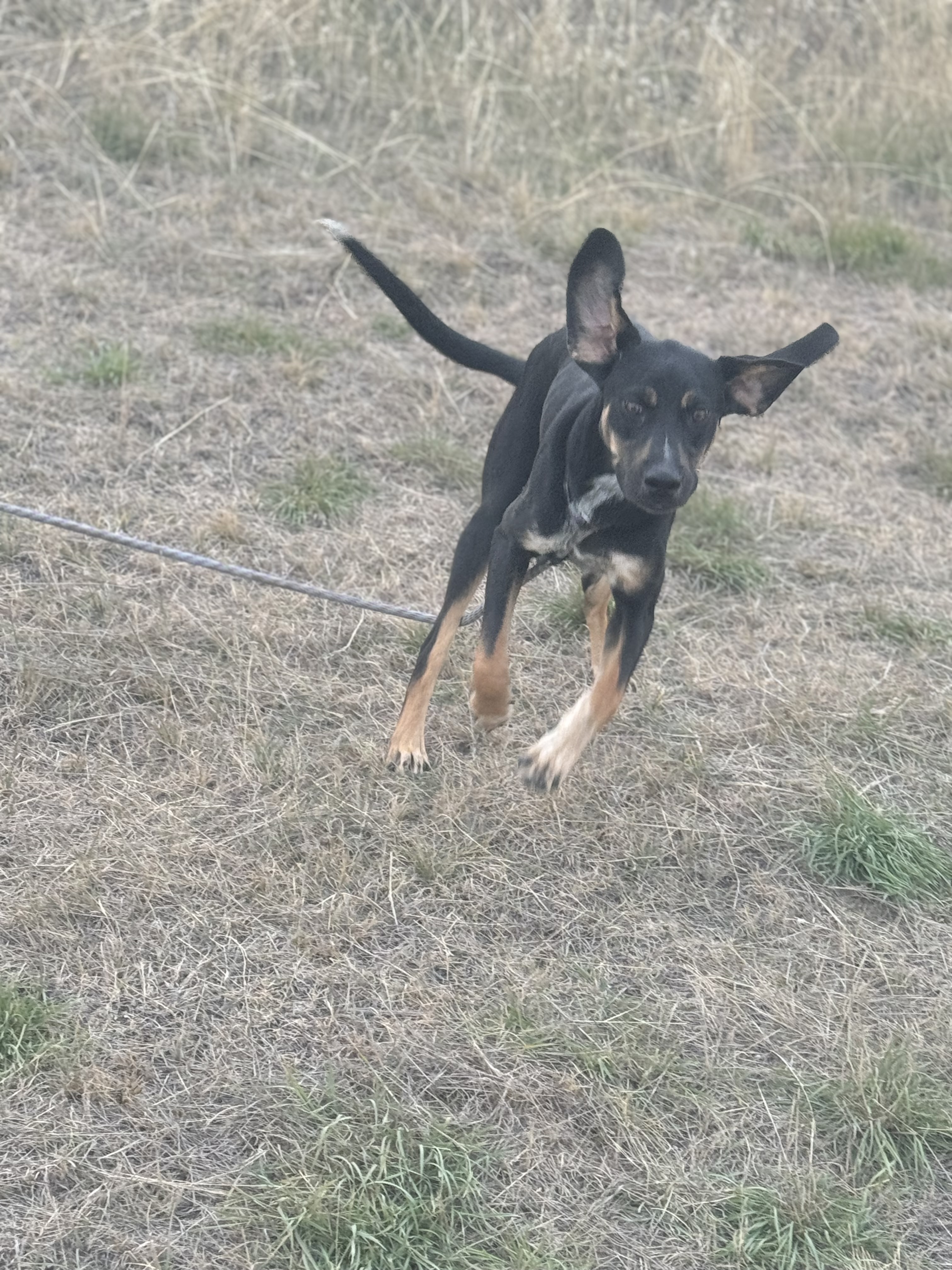 Ace, Adult Male unknown