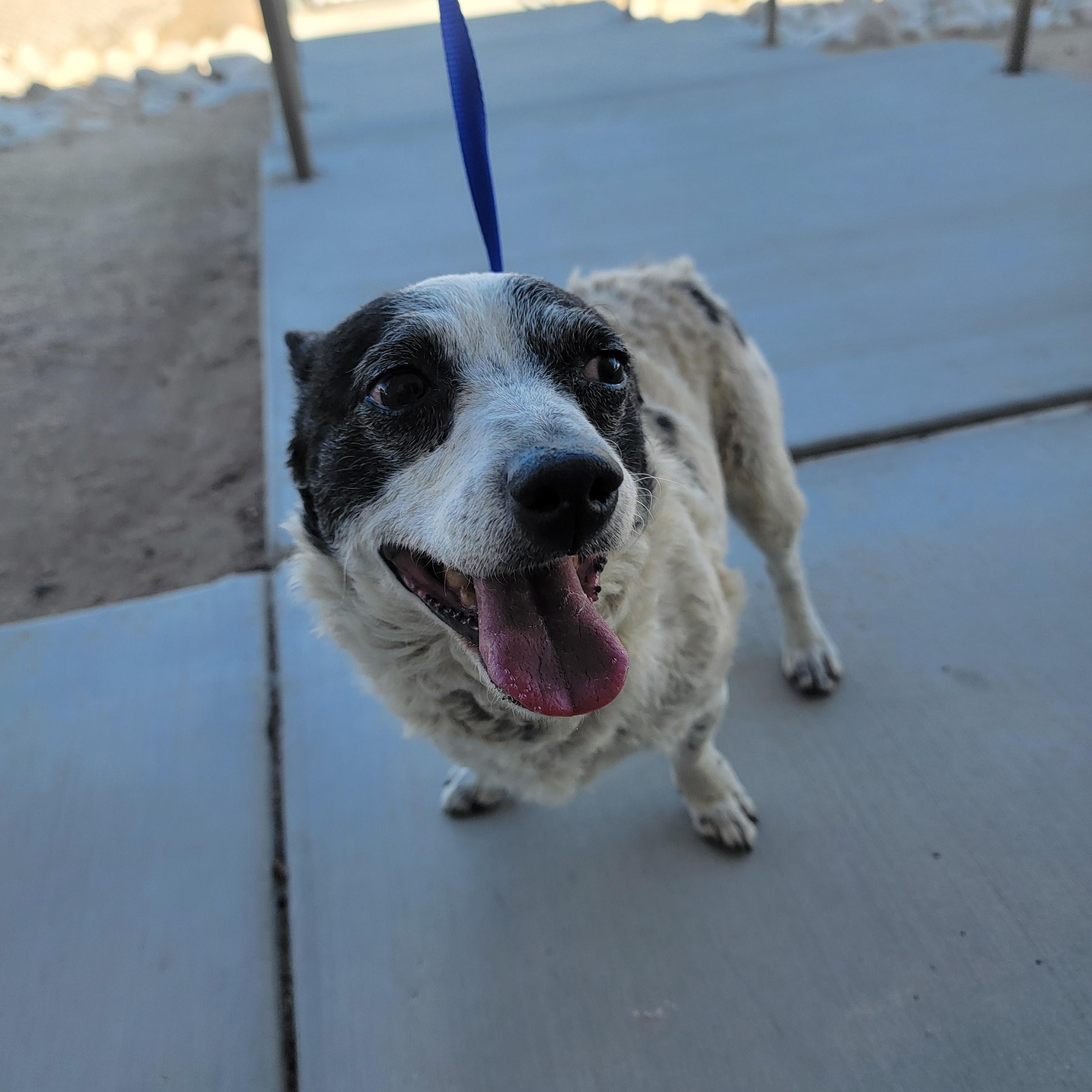 MooMoo, Adult Male Chihuahua
