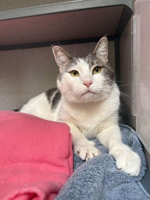 GREY, Adoptable, Adult Male Domestic Short Hair.