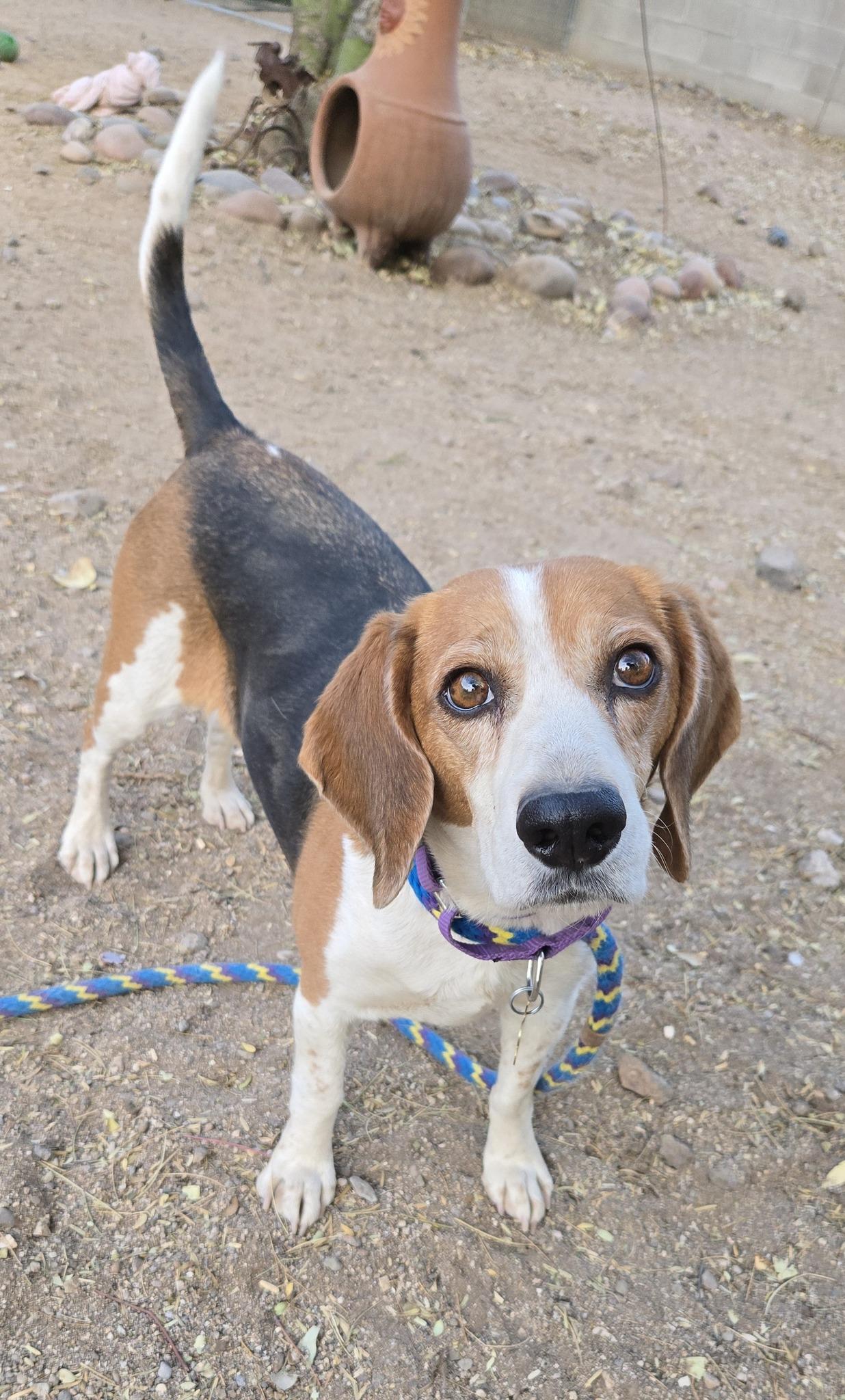 Keira, Adopted, Adult Female Beagle.