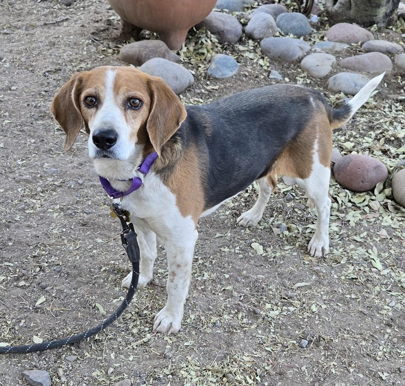 Keira, a Adopted Beagle in Tucson, AZ image 2/4