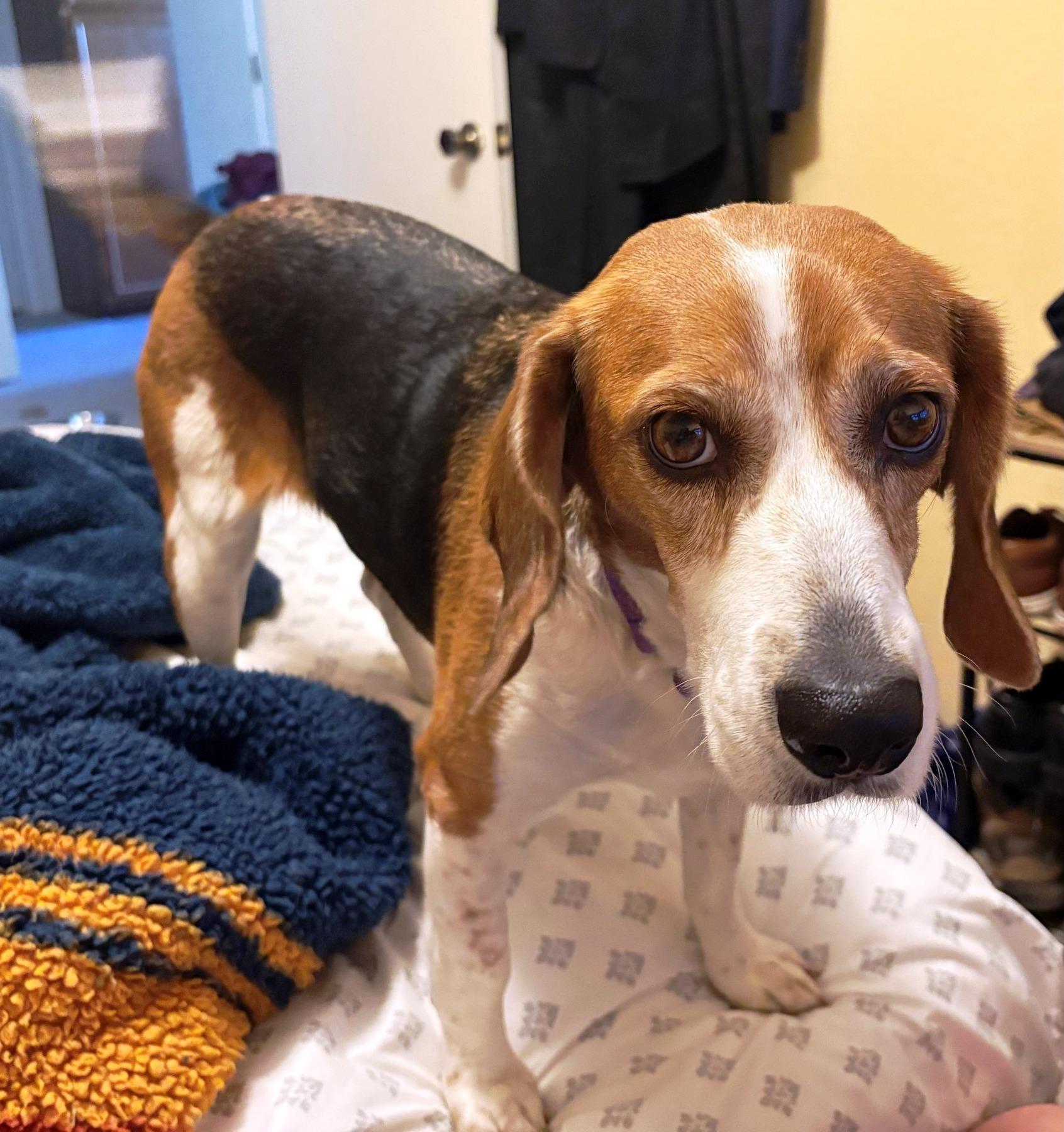 Keira, a Adopted Beagle in Tucson, AZ image 3/4