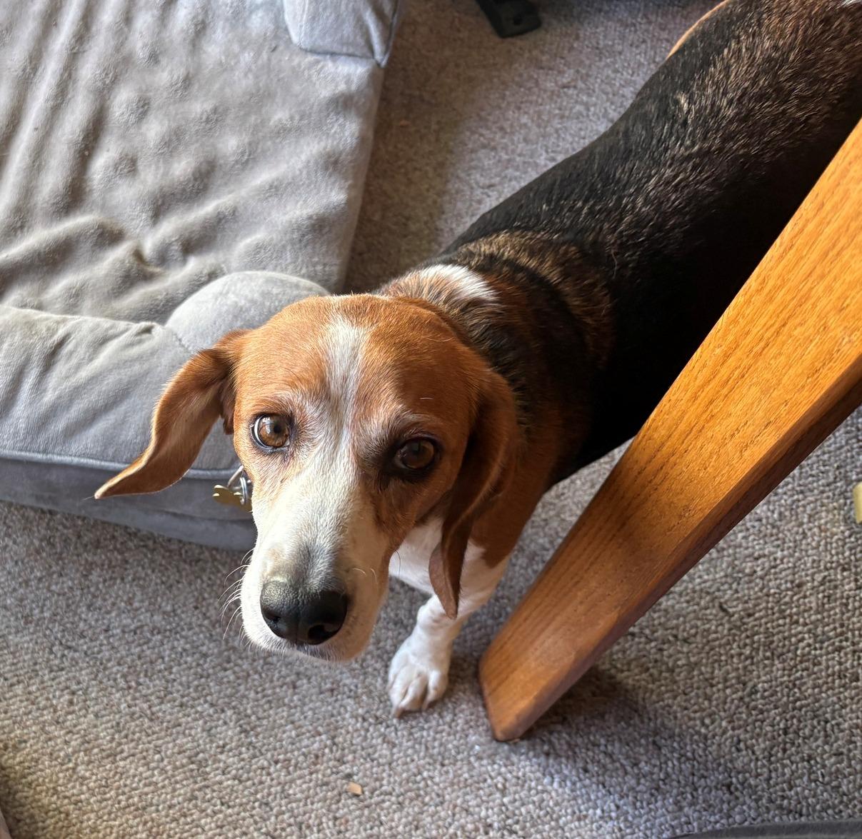 Keira, a Adopted Beagle in Tucson, AZ image 4/4