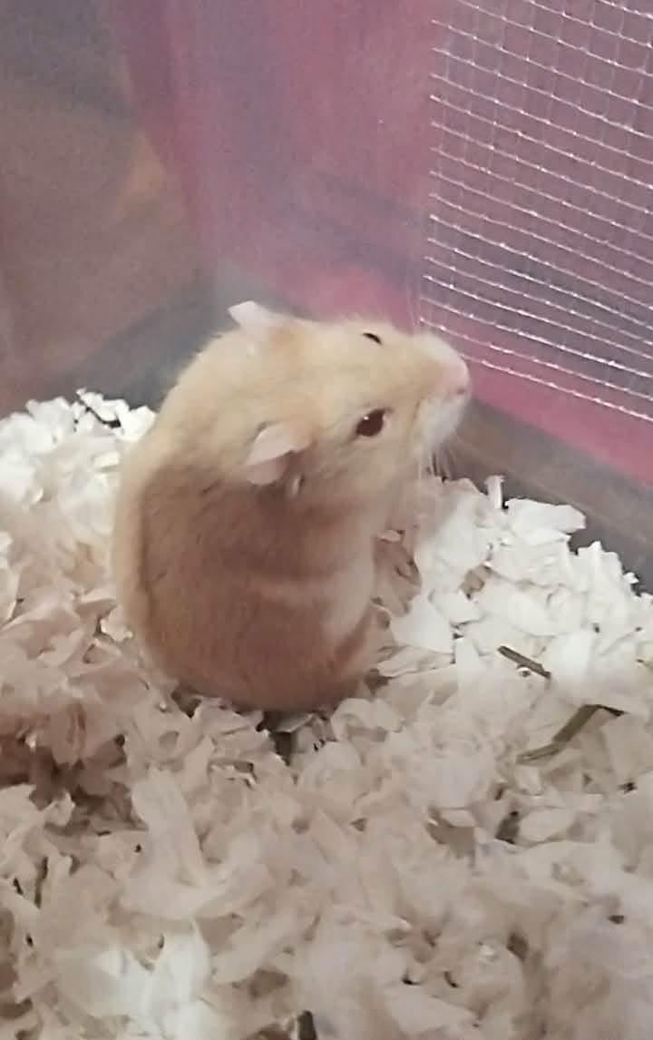 Baguette, ADOPTABLE, Young Male Dwarf Hamster.