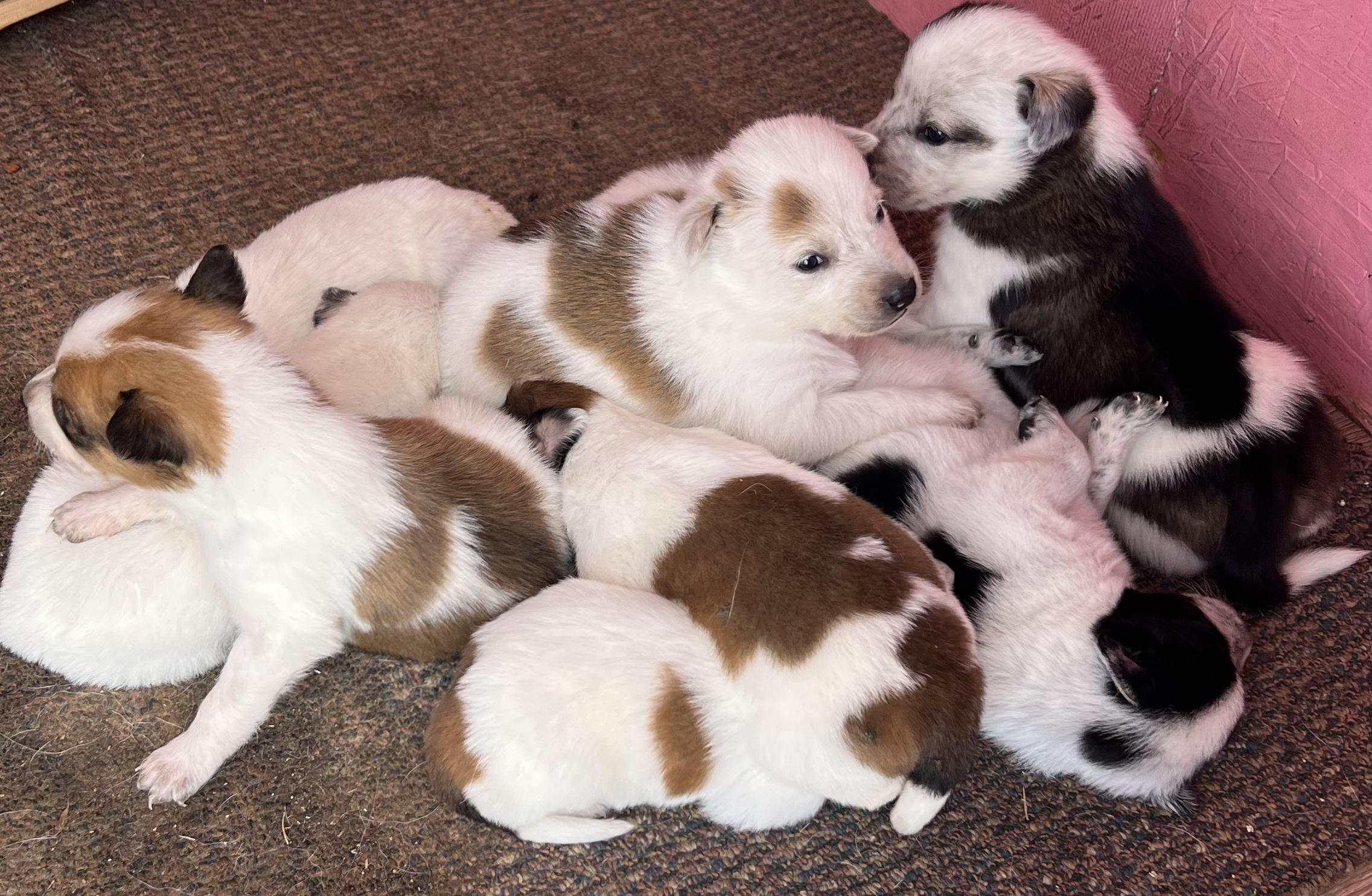 Amora's Puppies!