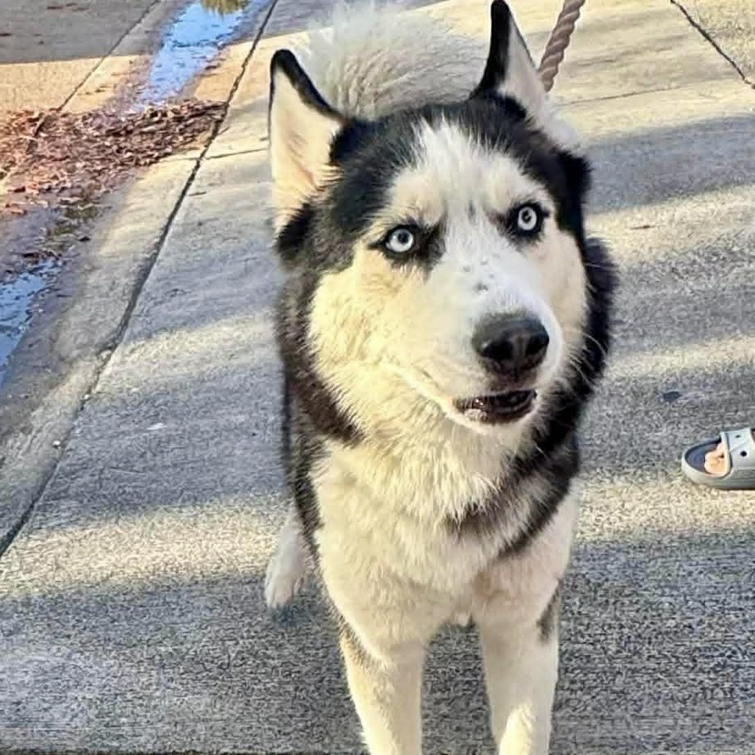 Luna, a ADOPTABLE Husky in New Smyrna Beach, FL image 2/4