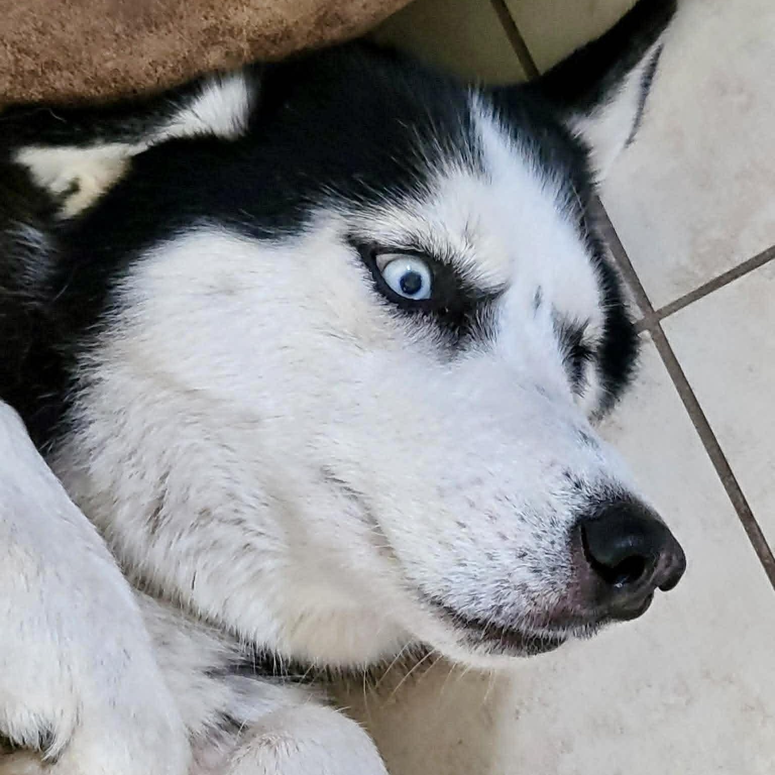 Luna, a ADOPTABLE Husky in New Smyrna Beach, FL image 3/4
