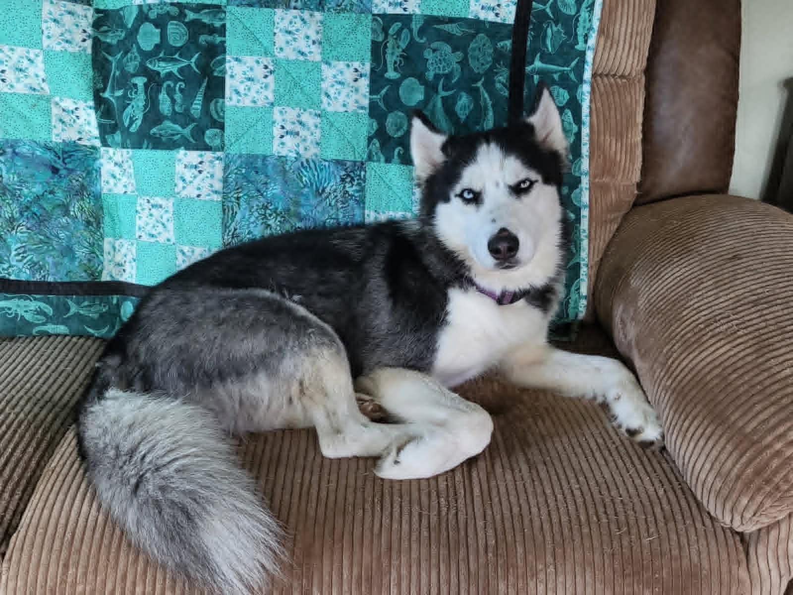 Luna, a ADOPTABLE Husky in New Smyrna Beach, FL image 4/4