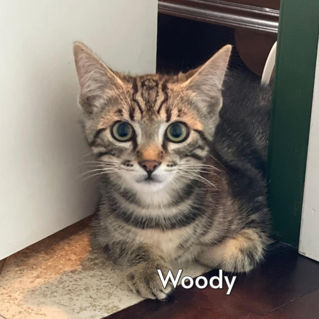 Woody (Courtesy Posting), ADOPTABLE, Kitten Male Tabby & Domestic Short Hair.