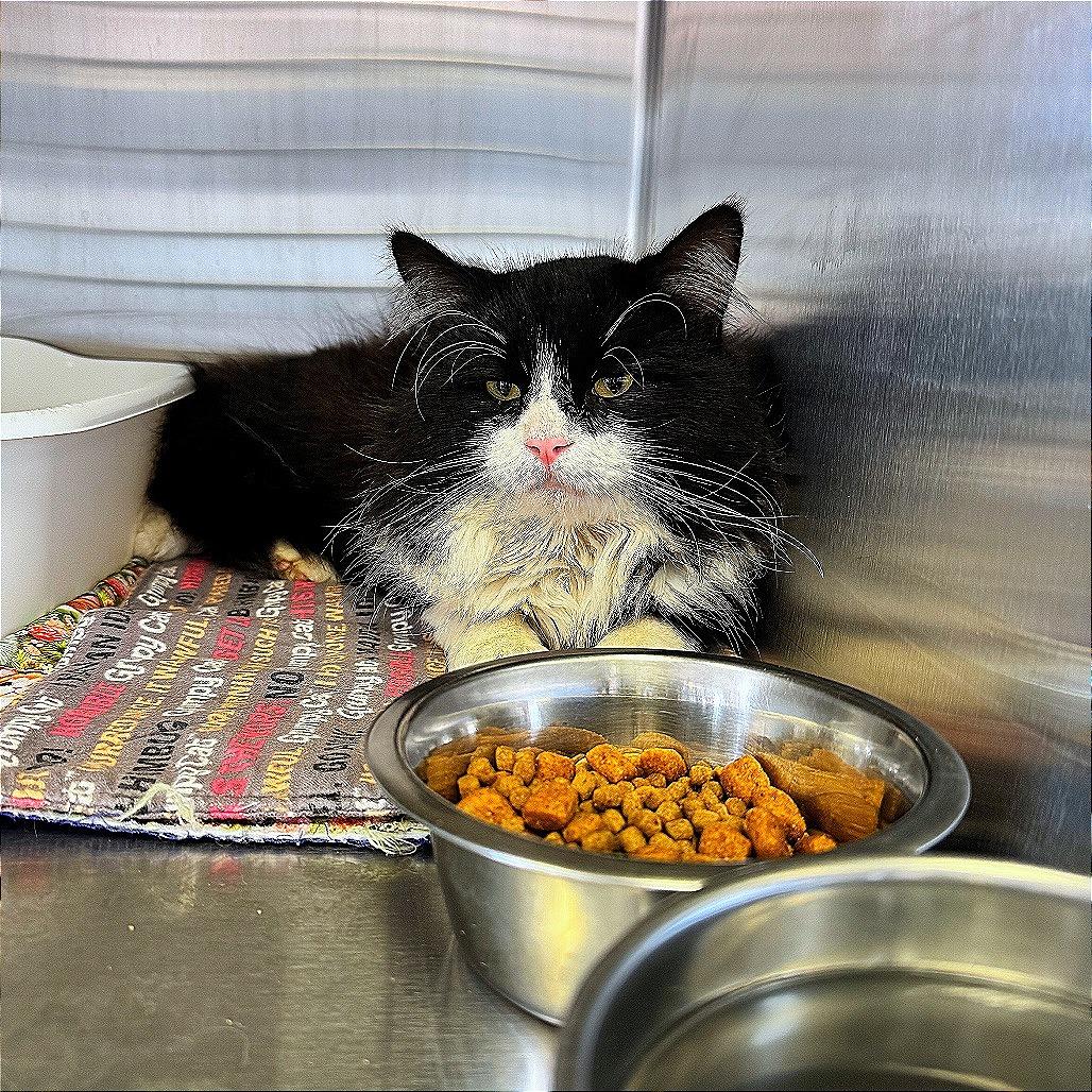 Enlarge Bruce, a Adoptable Domestic Long Hair in Hannibal, MO image 1/1