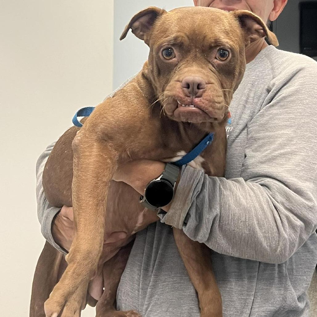 NATALIE, Adoptable, Adult Female Pit Bull Terrier.