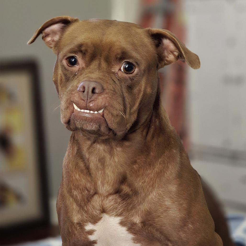 NATALIE, a Adoptable Pit Bull Terrier in Decatur, AL image 2/6