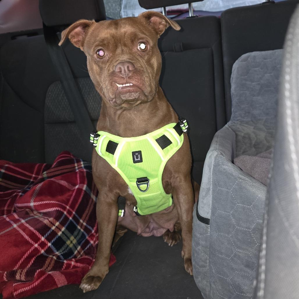 NATALIE, a Adoptable Pit Bull Terrier in Decatur, AL image 3/6