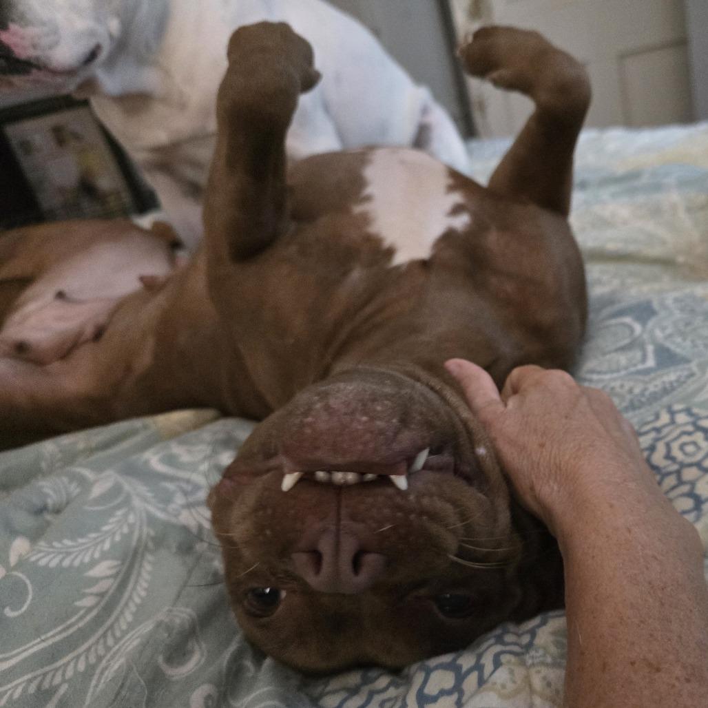 NATALIE, a Adoptable Pit Bull Terrier in Decatur, AL image 4/6