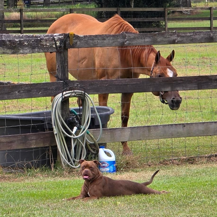 NATALIE, a Adoptable Pit Bull Terrier in Decatur, AL image 5/6