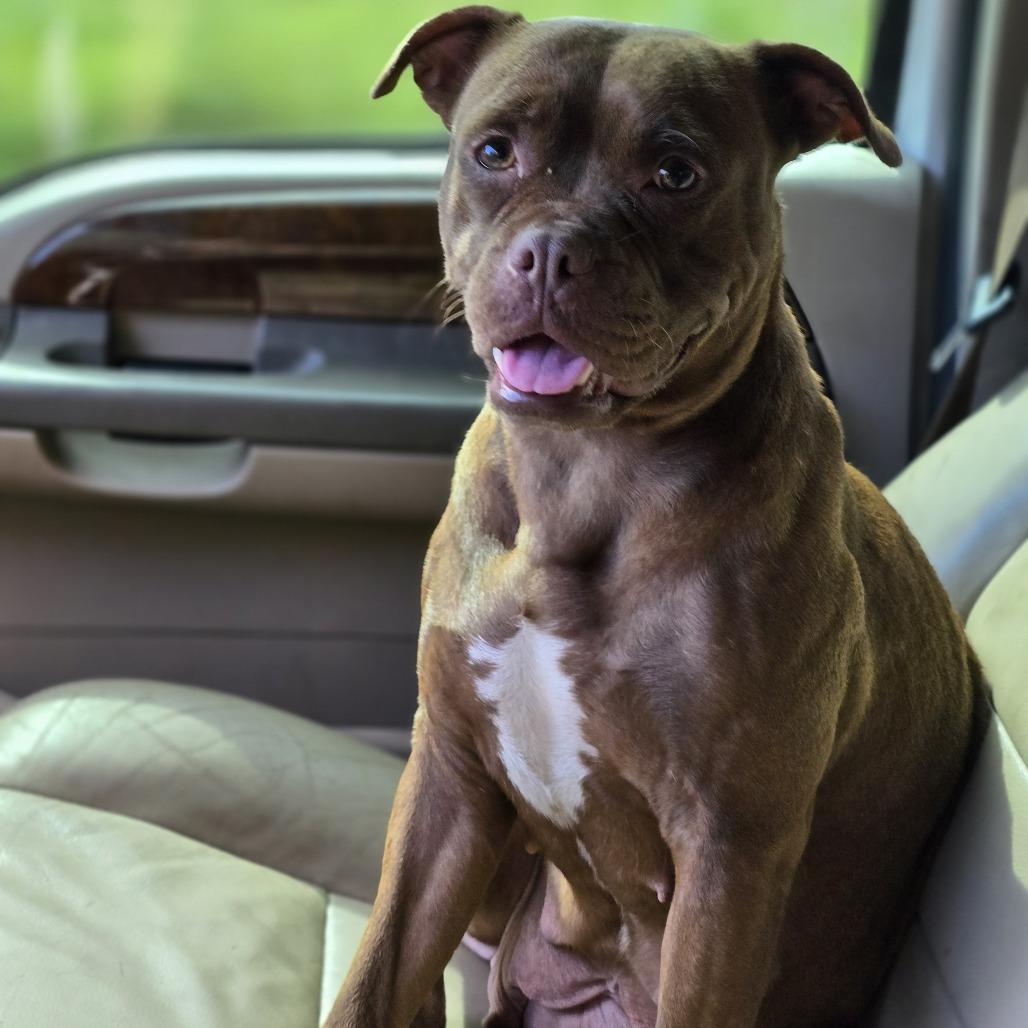 NATALIE, a Adoptable Pit Bull Terrier in Decatur, AL image 6/6