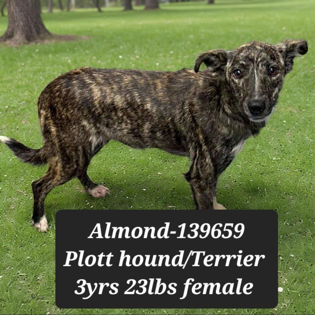Enlarge Almond, a Adoptable mixed breed in New Tazewell, TN image 1/1