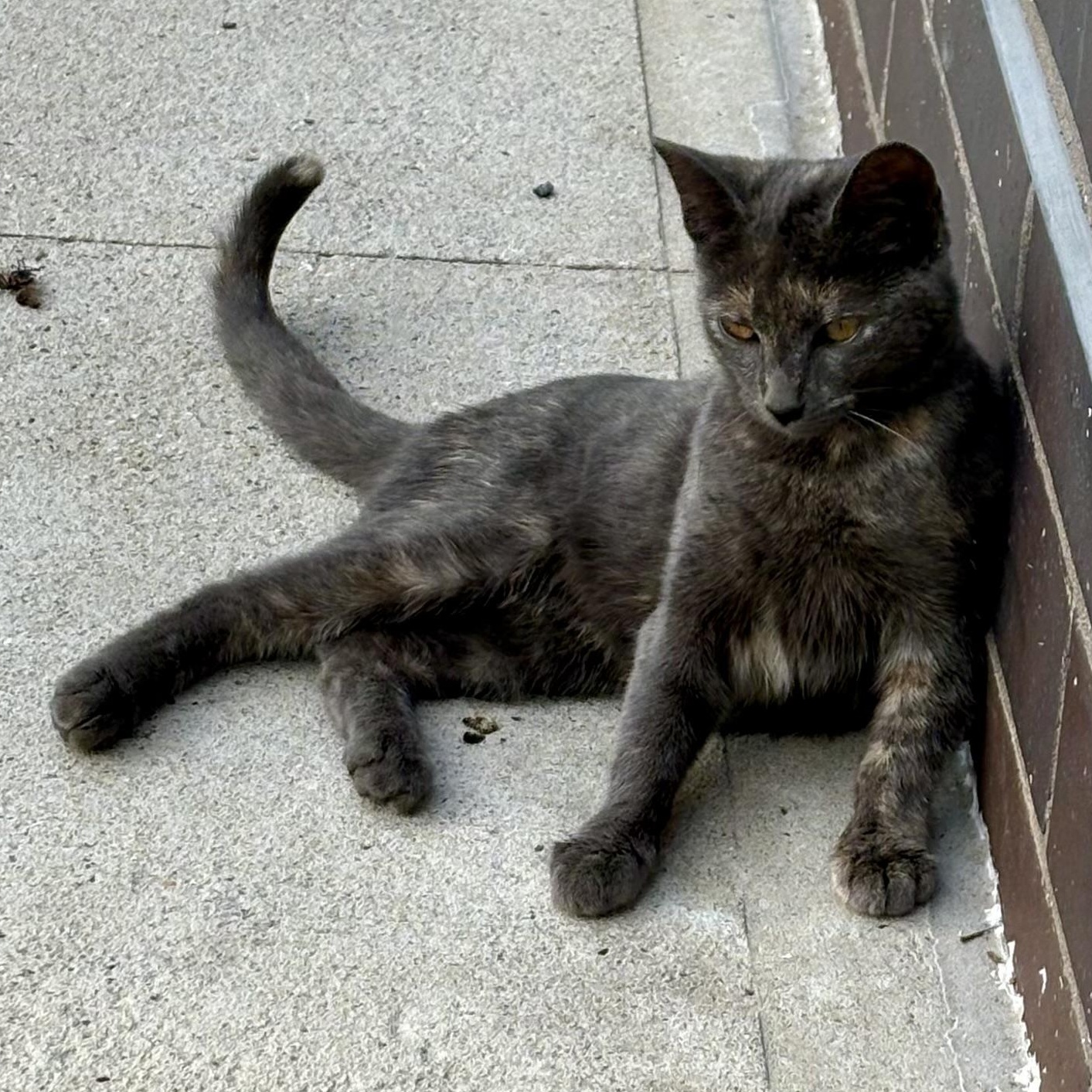 Betsy (urgent foster or adopter needed), a Adoptable American Shorthair image 2/5