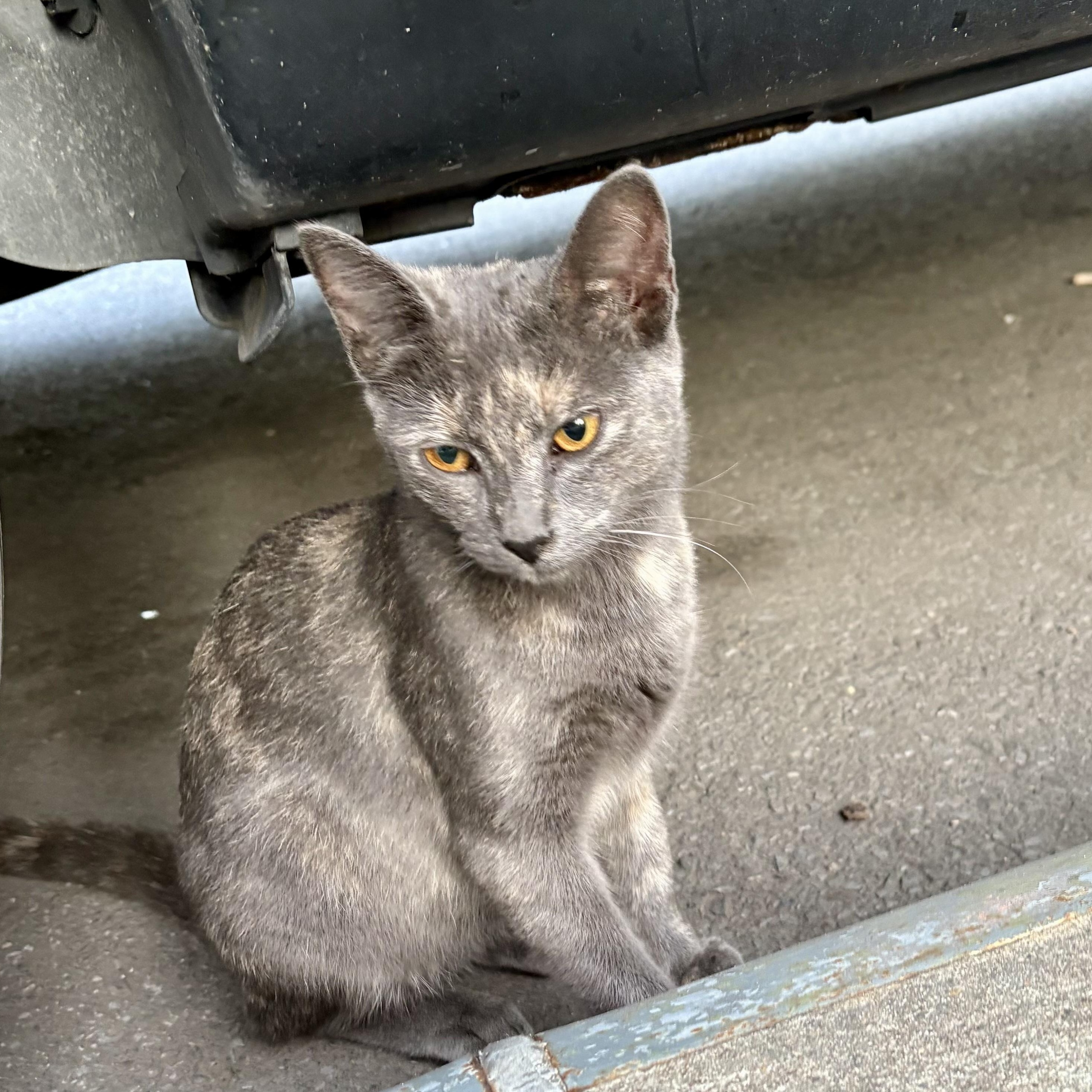 Betsy (urgent foster or adopter needed), Adoptable, Young Female American Shorthair.