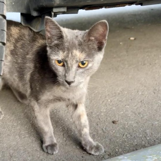 Betsy (urgent foster or adopter needed), a Adoptable American Shorthair image 3/5