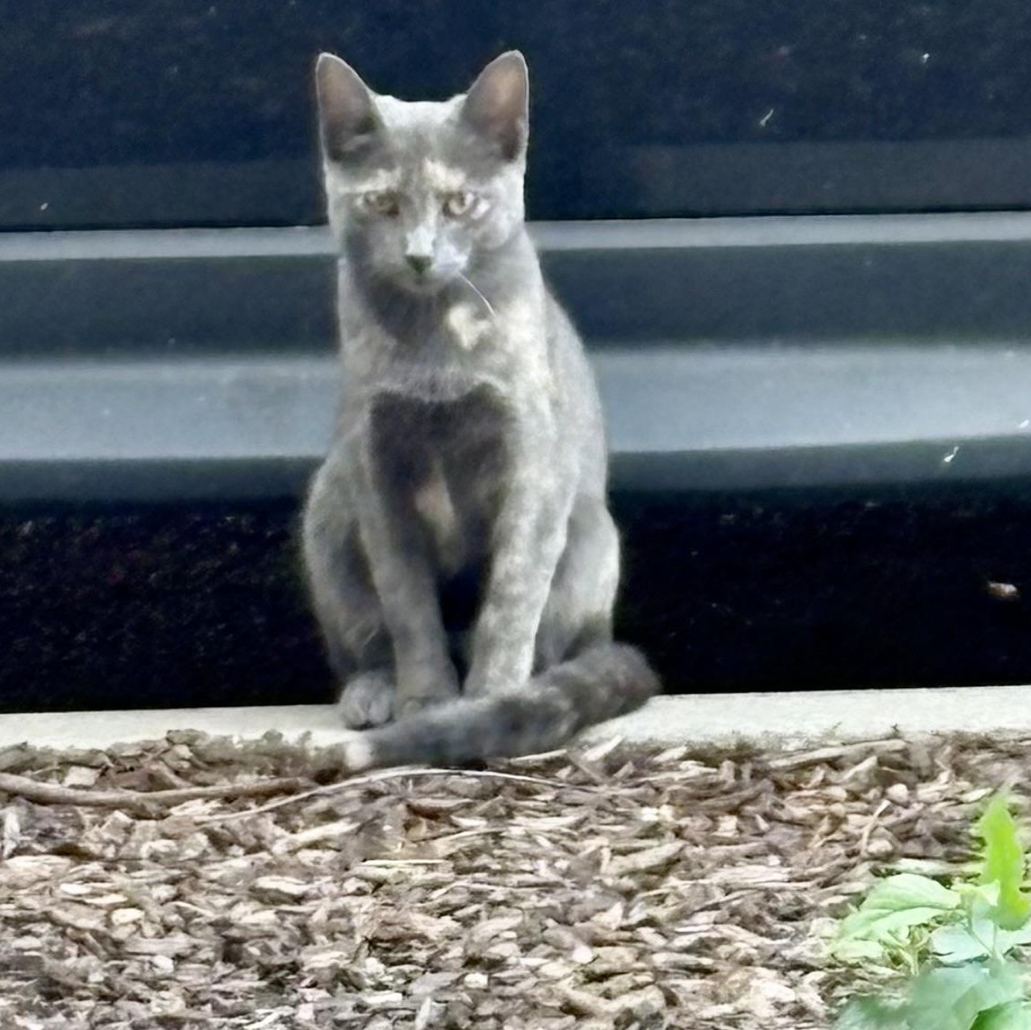 Betsy (urgent foster or adopter needed), a Adoptable American Shorthair image 4/5