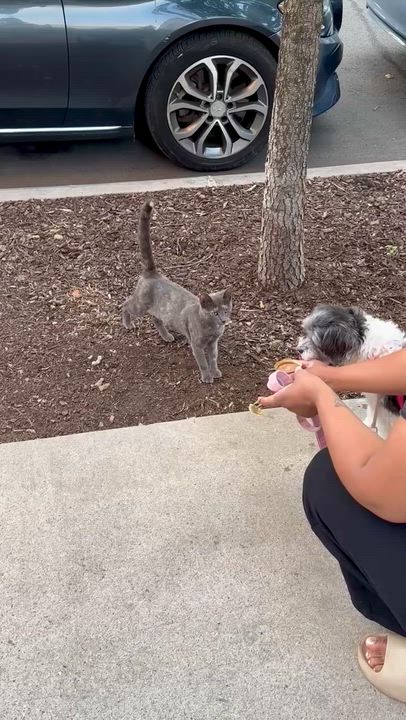 Enlarge Betsy (urgent foster or adopter needed), a Adoptable American Shorthair video 5/5