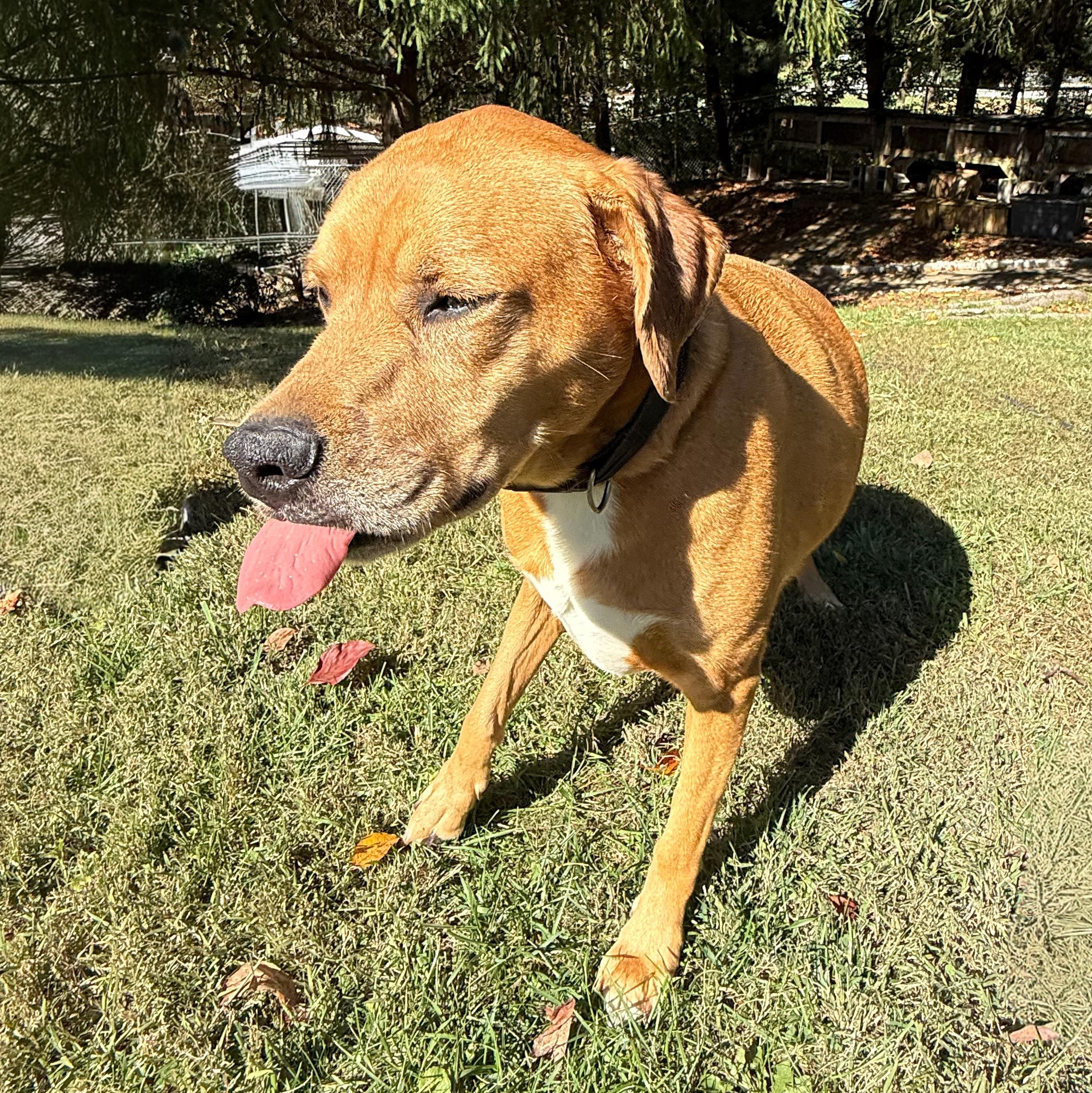Enlarge Rosa, a Adoptable mixed breed in Latrobe, PA image 4/5