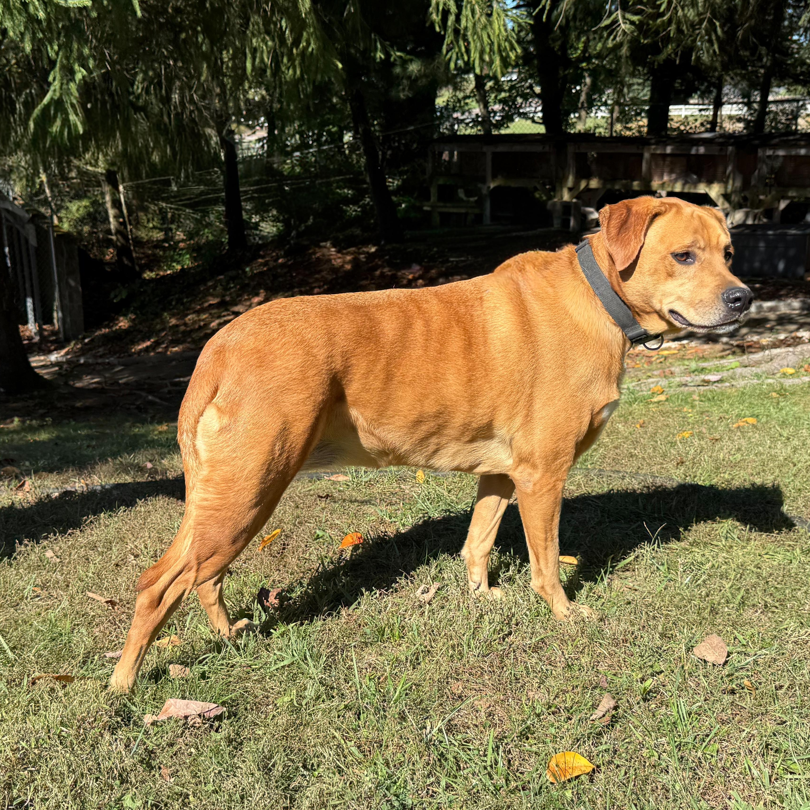 Enlarge Rosa, a Adoptable mixed breed in Latrobe, PA image 2/5