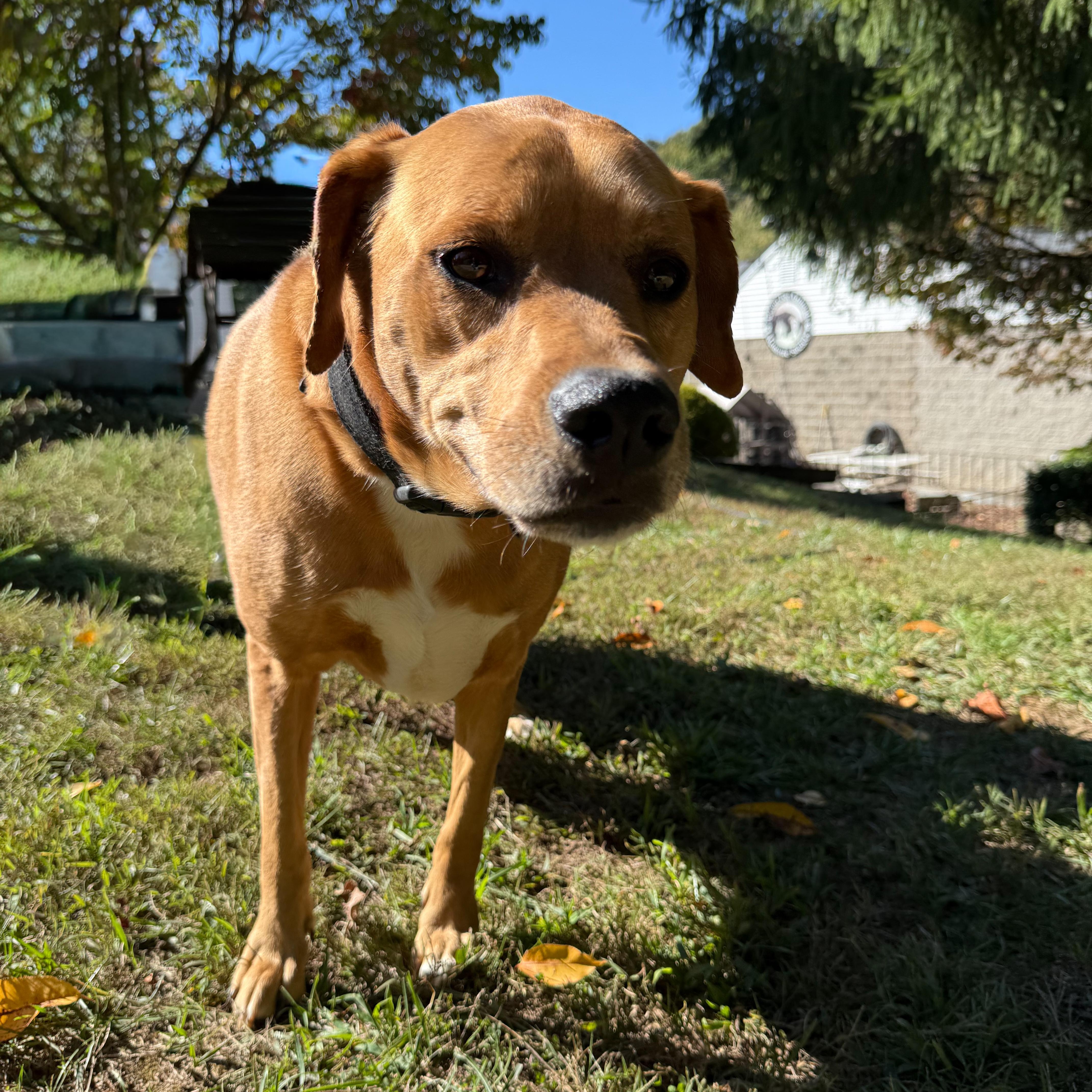 Enlarge Rosa, a Adoptable mixed breed in Latrobe, PA image 3/5