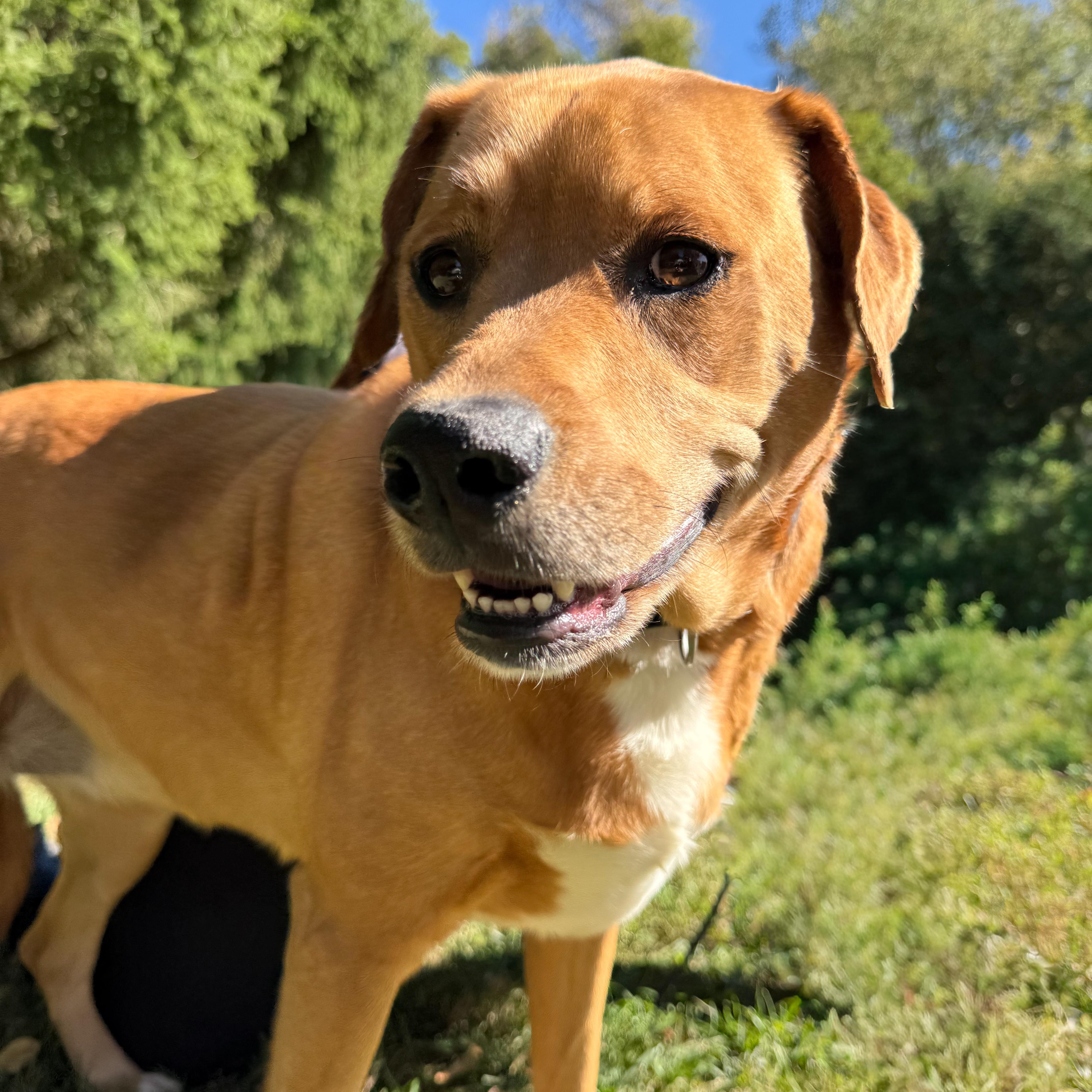 Rosa, Adoptable, Adult Female Hound.