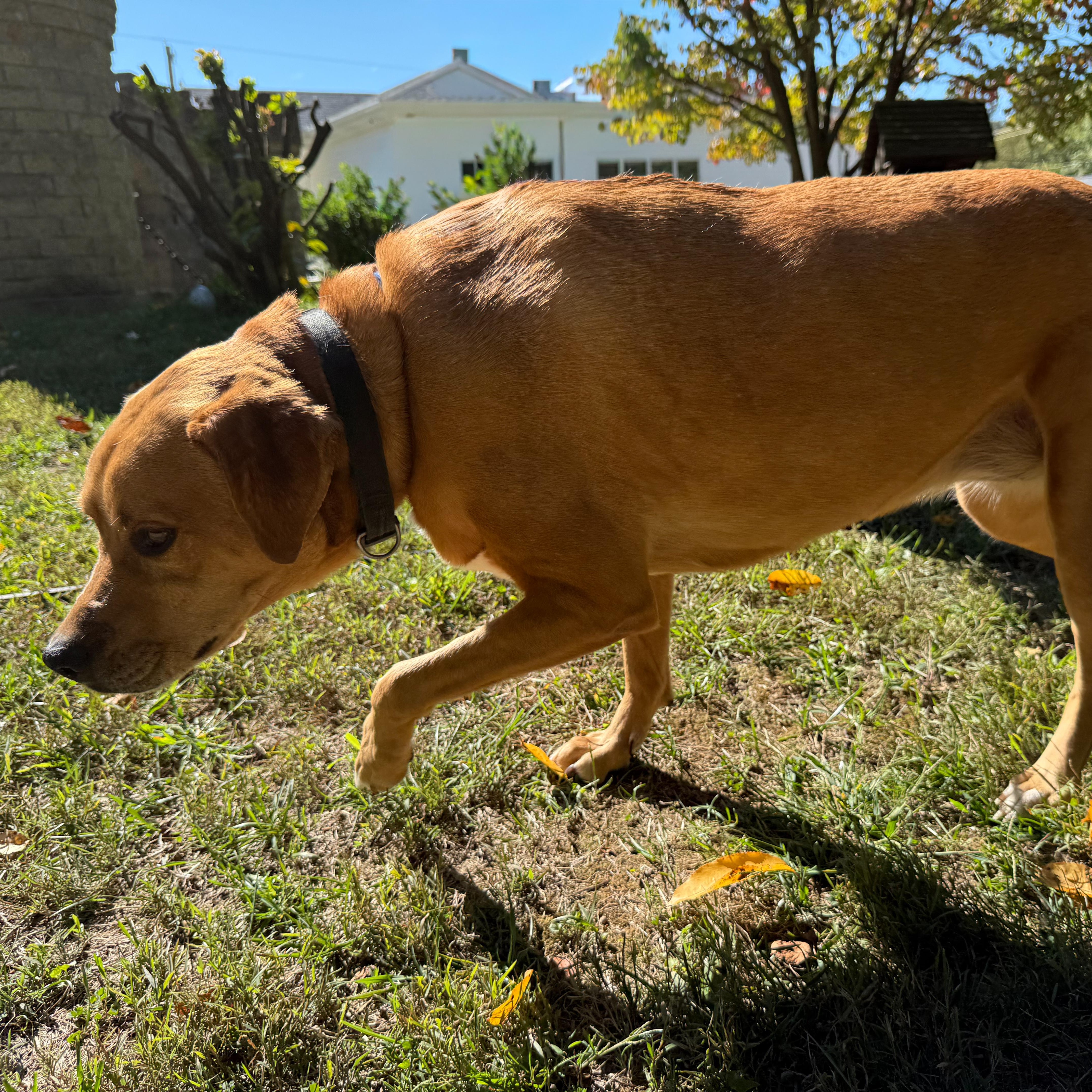 Enlarge Rosa, a Adoptable mixed breed in Latrobe, PA image 5/5