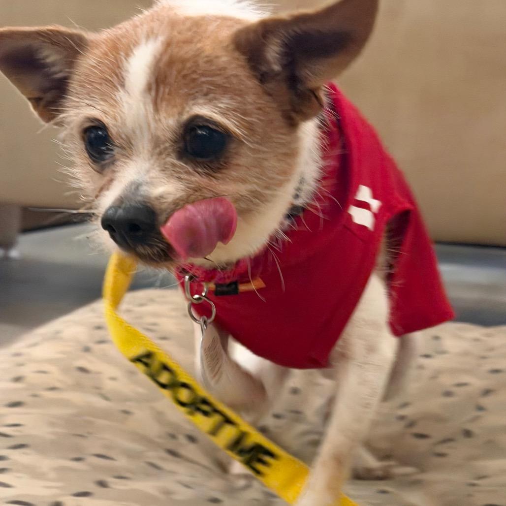 Yoshi, Adoptable, Senior Male Chihuahua & Terrier.
