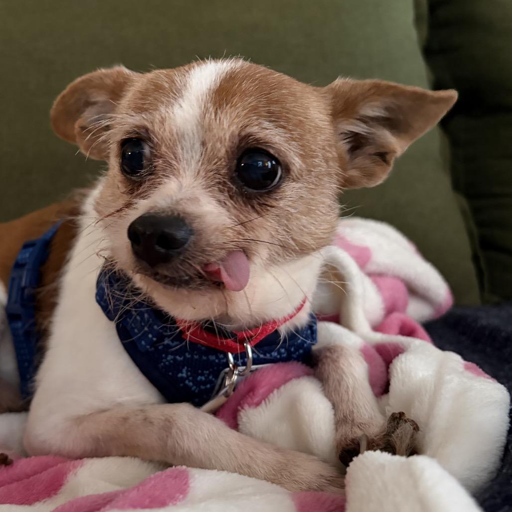 Enlarge Yoshi, a Adoptable mixed breed in Durham, NC image 2/6