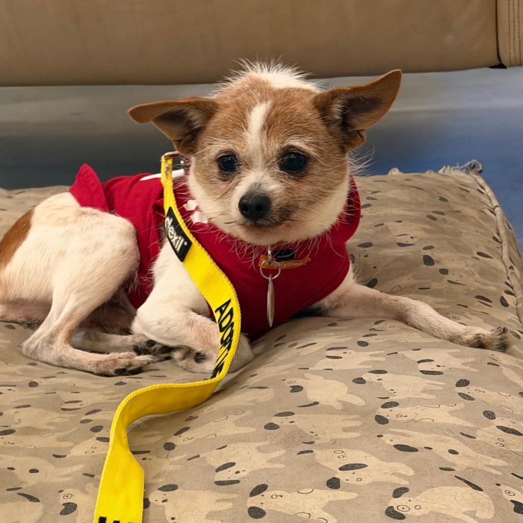 Enlarge Yoshi, a Adoptable mixed breed in Durham, NC image 4/6