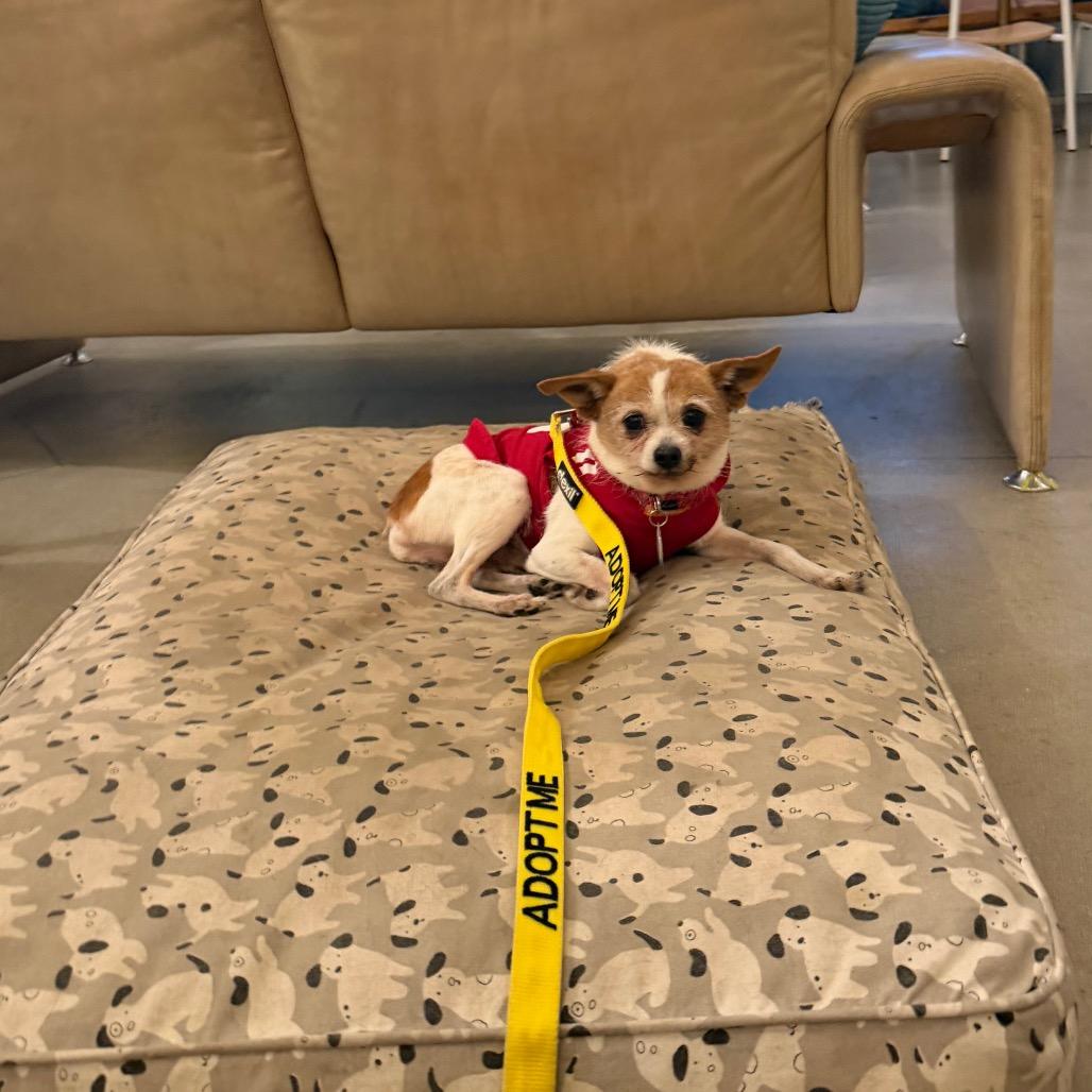 Enlarge Yoshi, a Adoptable mixed breed in Durham, NC image 6/6