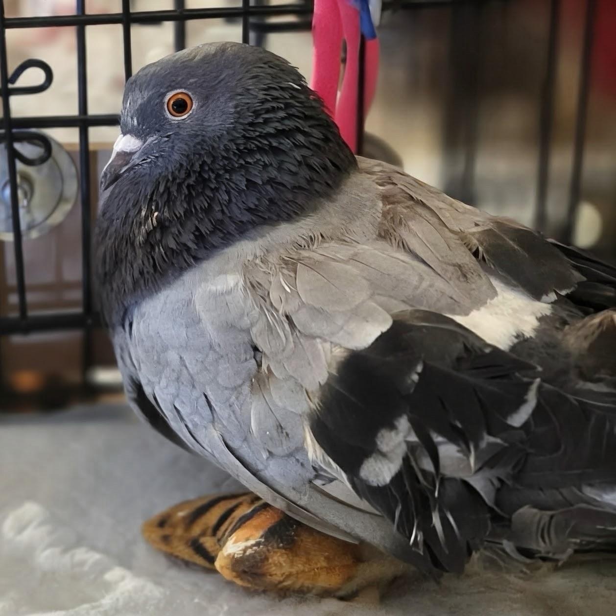 Crash, adopted, Adult Male Pigeon.