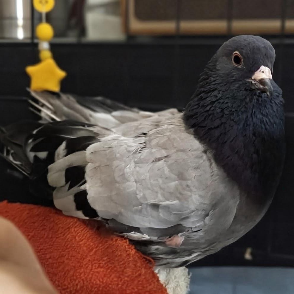 Crash, an adopted Pigeon in Chicago, IL image 3/3