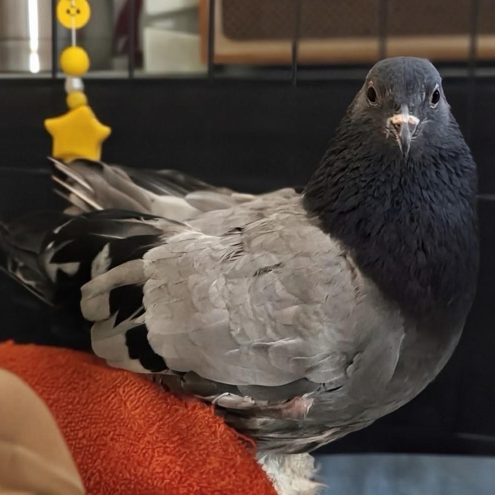 Crash, an adopted Pigeon in Chicago, IL image 2/3
