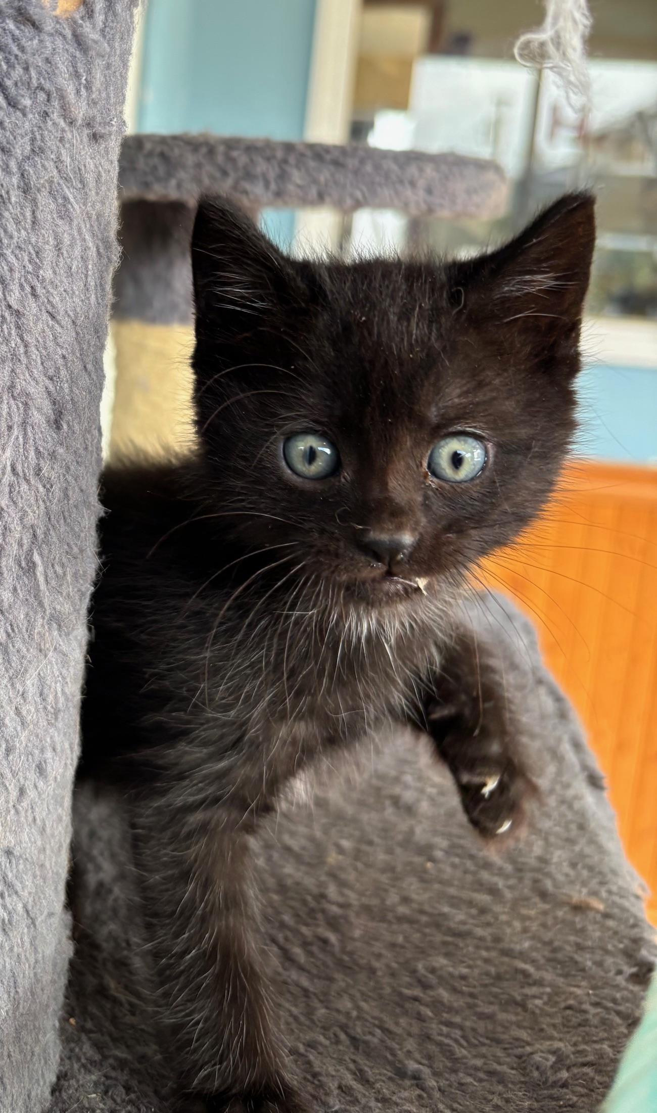 Bently, ADOPTABLE, Young Male Domestic Short Hair.