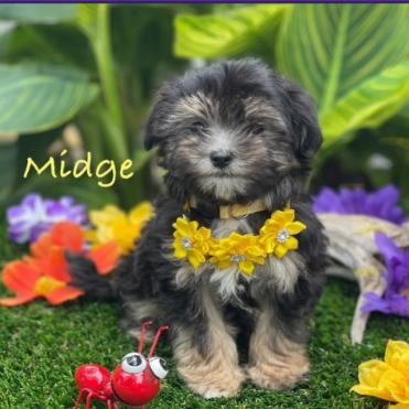 Enlarge Midge, a Adoptable mixed breed in Dover, NH image 1/1