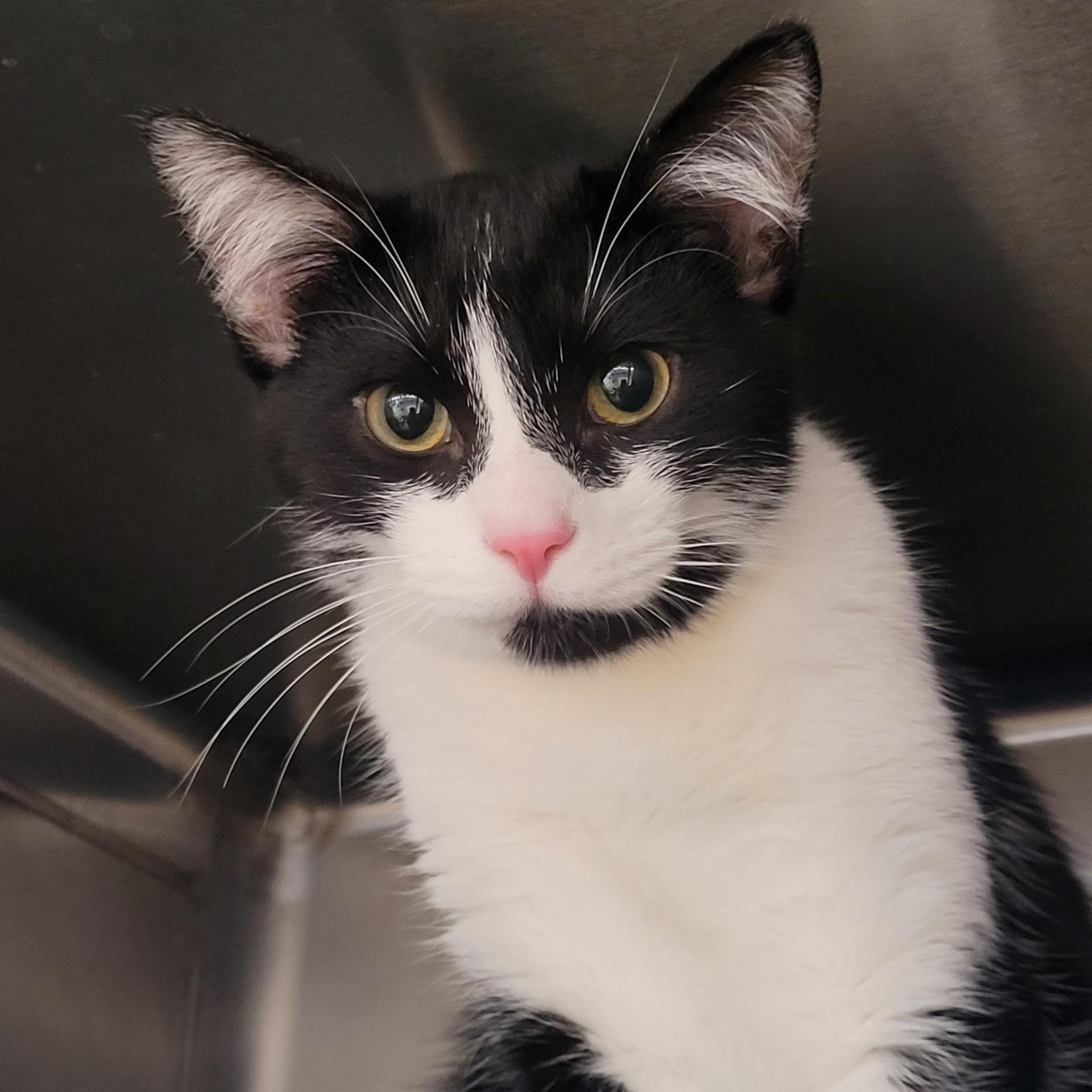 Enlarge Enake, a Adoptable Domestic Short Hair in Oldsmar, FL image 1/3