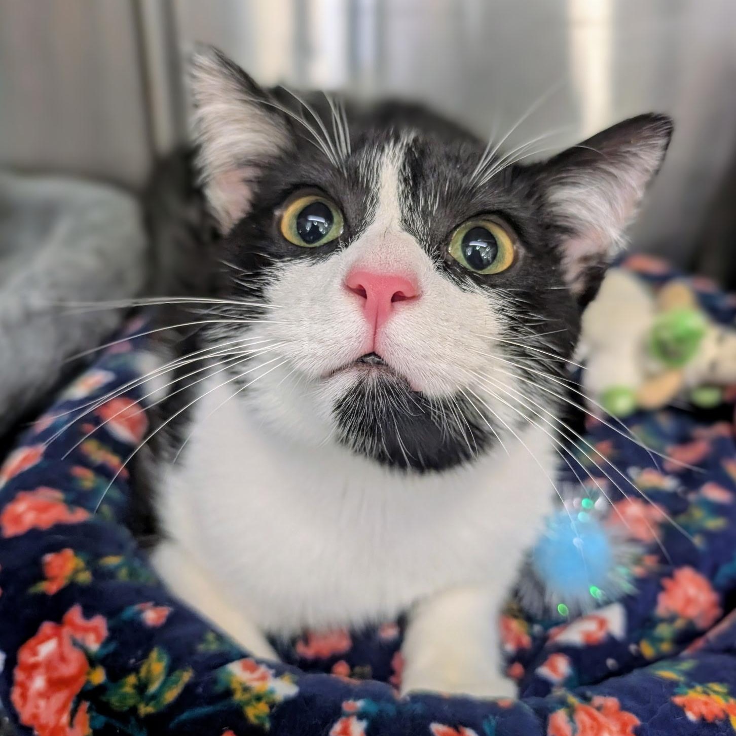 Enlarge Enake, a Adoptable Domestic Short Hair in Oldsmar, FL image 3/3