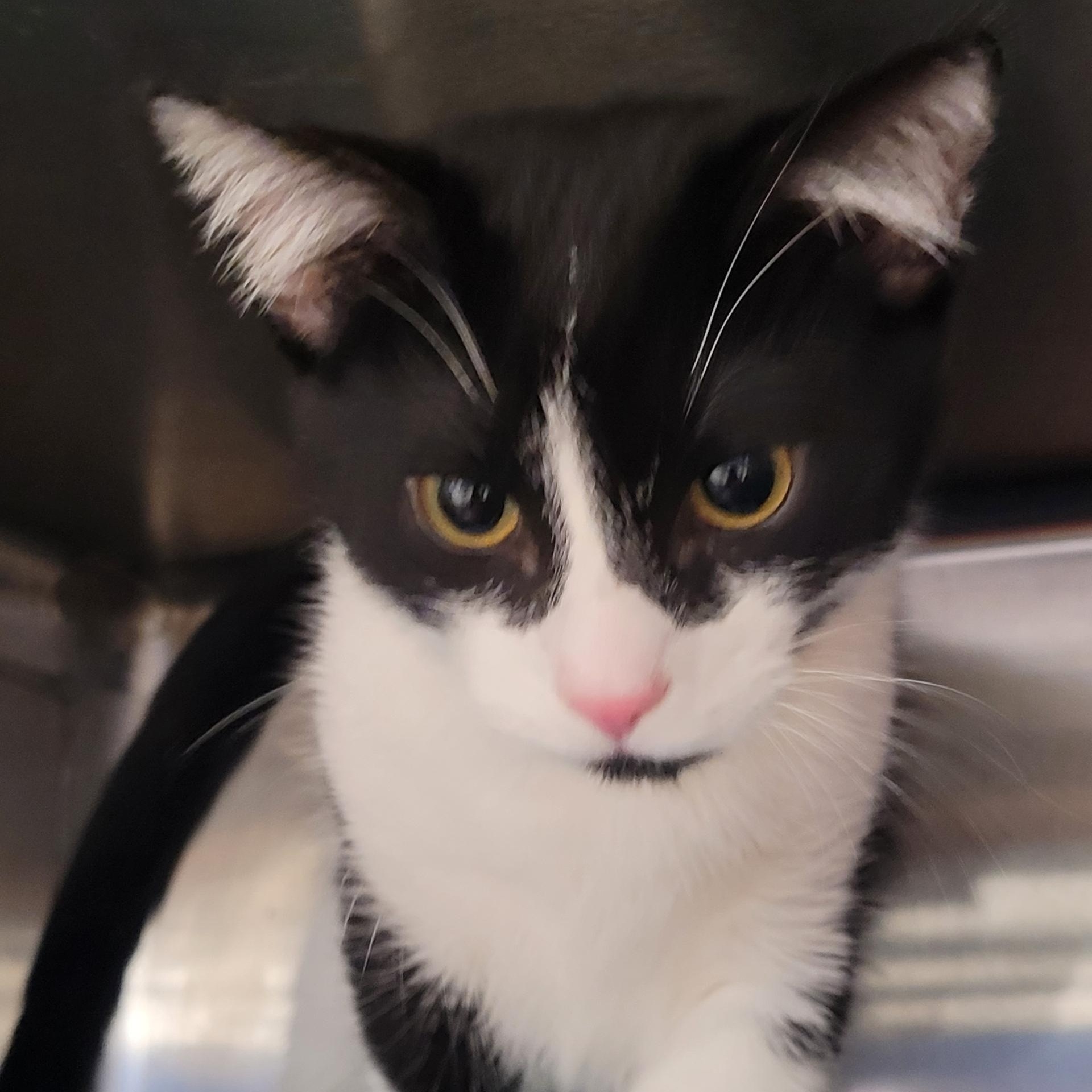 Enlarge Enake, a Adoptable Domestic Short Hair in Oldsmar, FL image 2/3