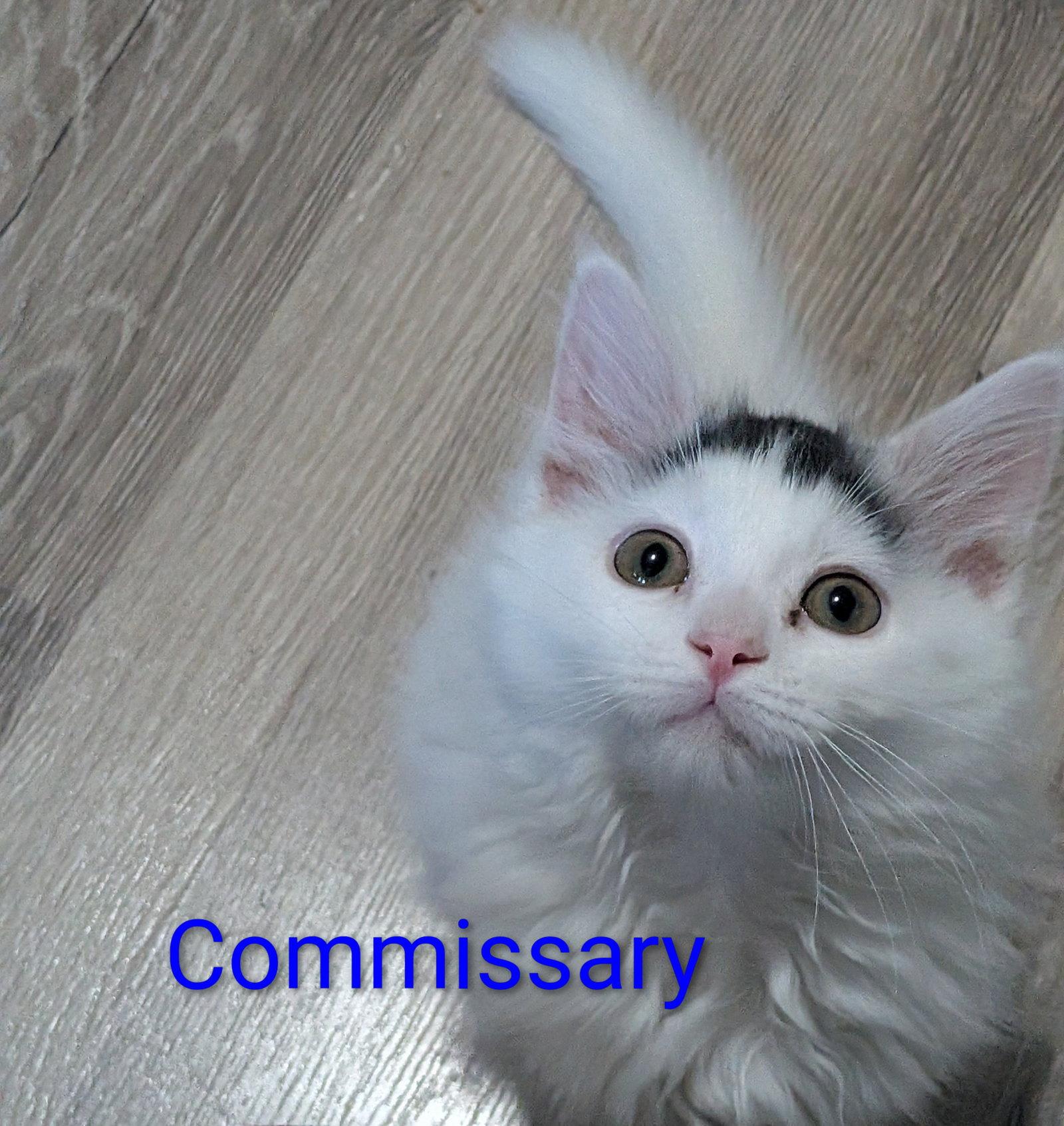 Commissary, a Adopted Domestic Long Hair in Aurora, CO image 1/3