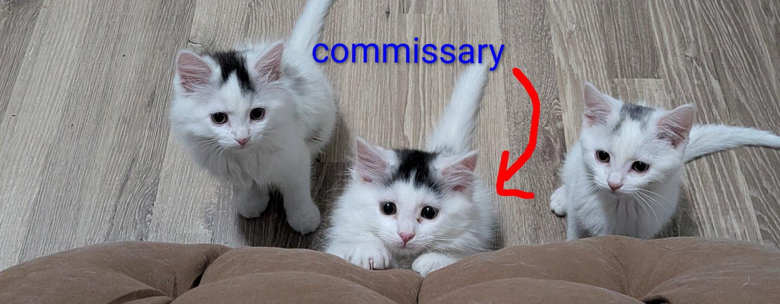 Commissary, a Adopted Domestic Long Hair in Aurora, CO image 2/3