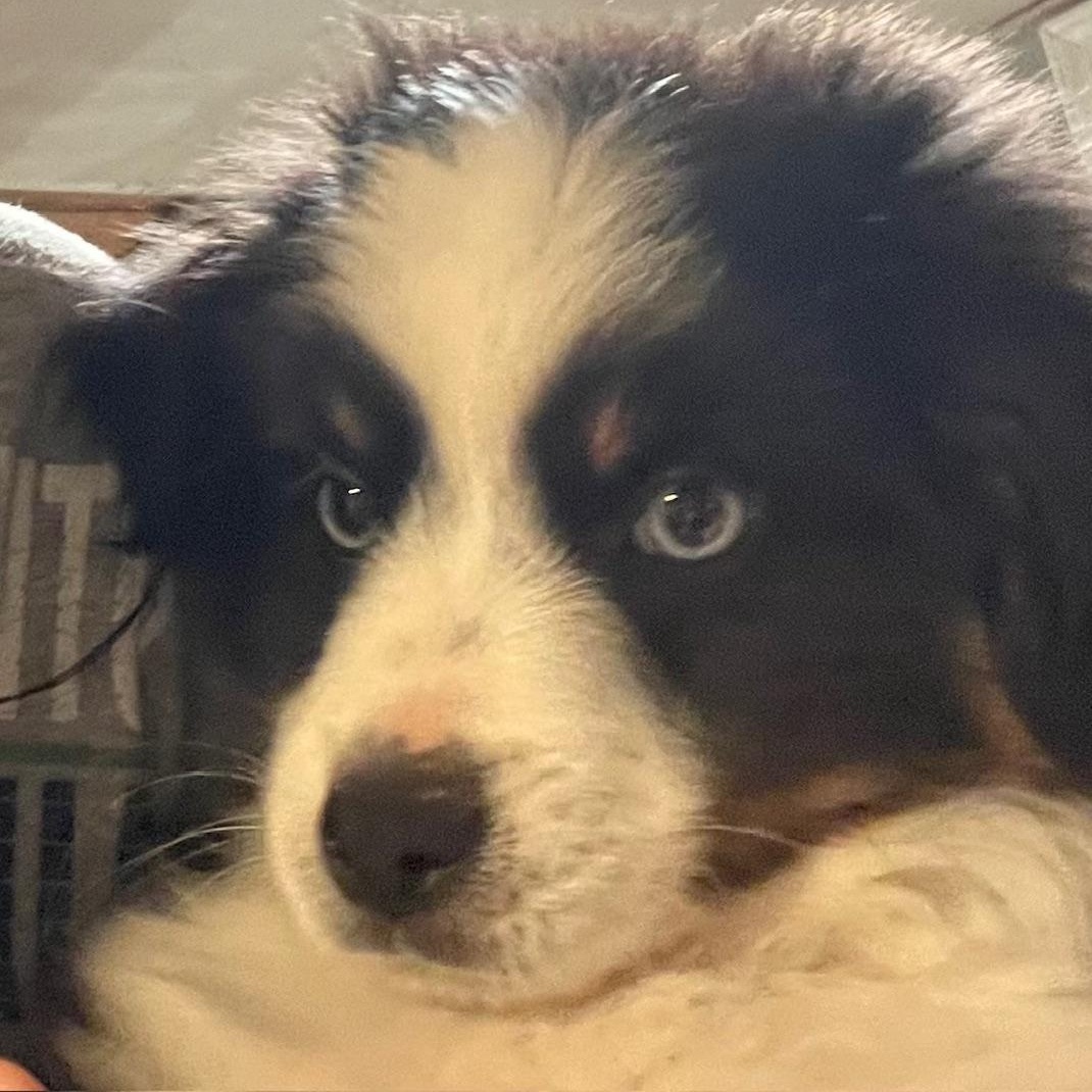 Mighty Mouse, an adopted Australian Shepherd in La Center, WA image 2/2